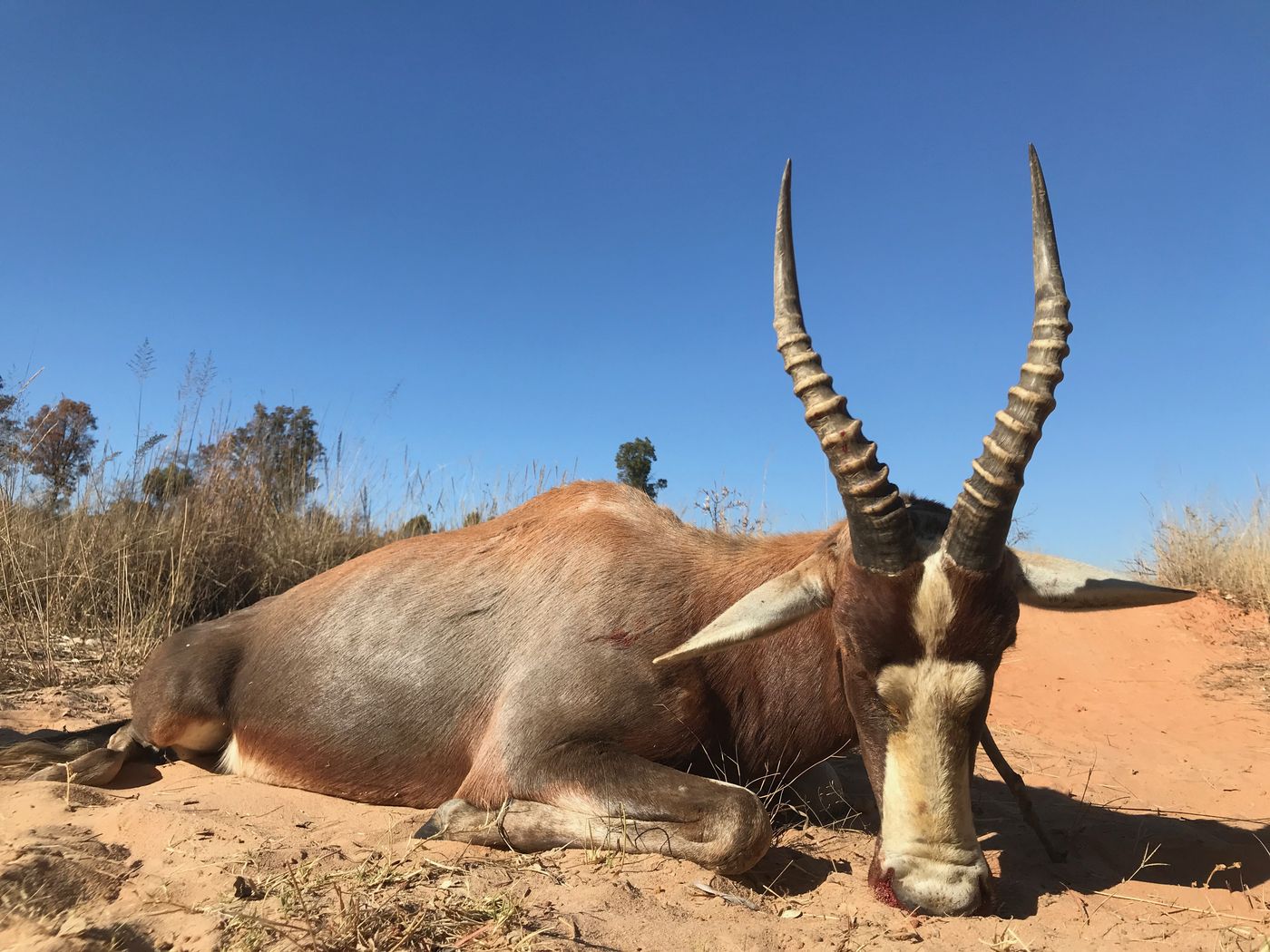 Blesbok ram taken on the plains