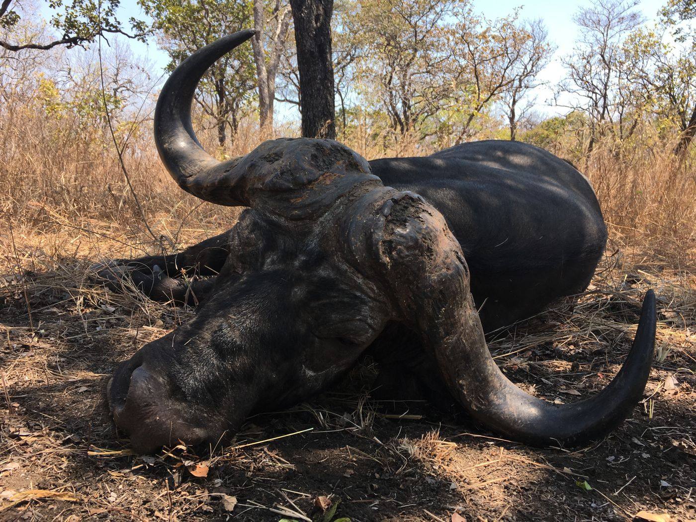 Cape buffalo bull