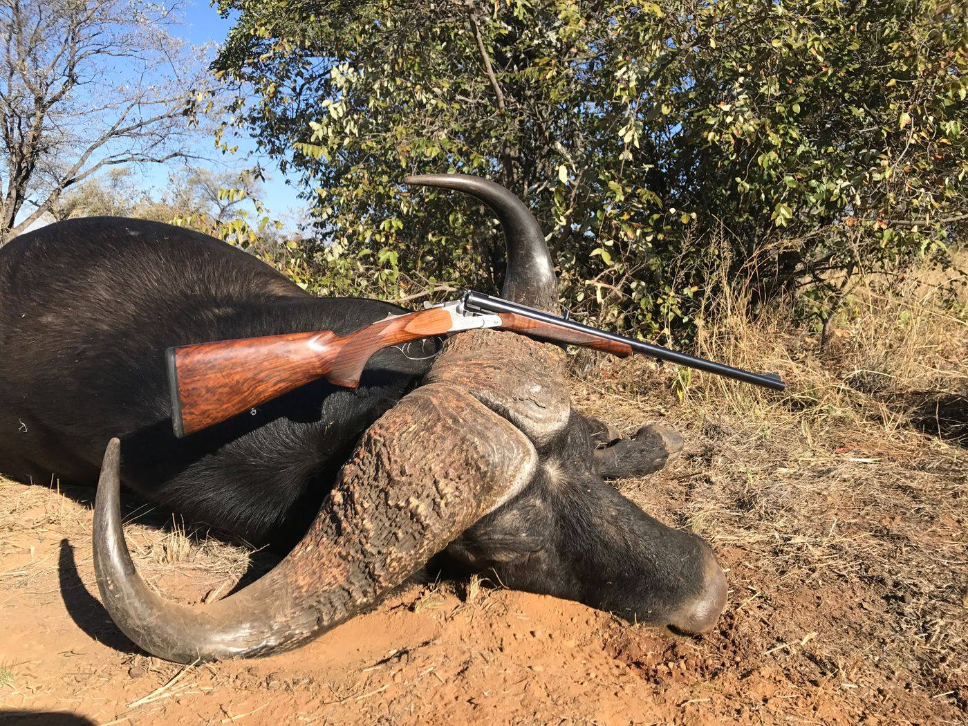 Cape buffalo trophy with a rifle resting across the boss