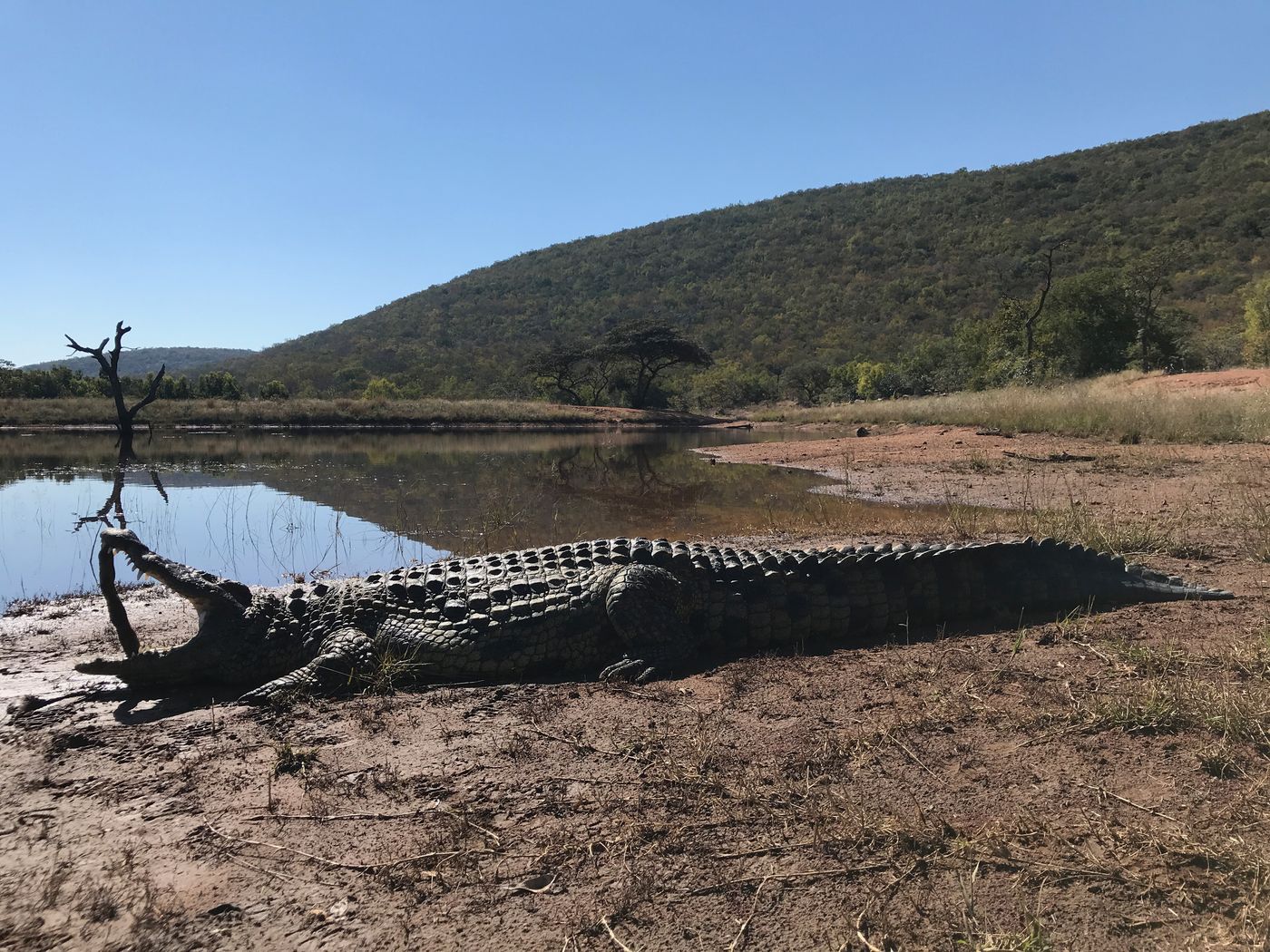 Crocodile at a bushveld waterhole