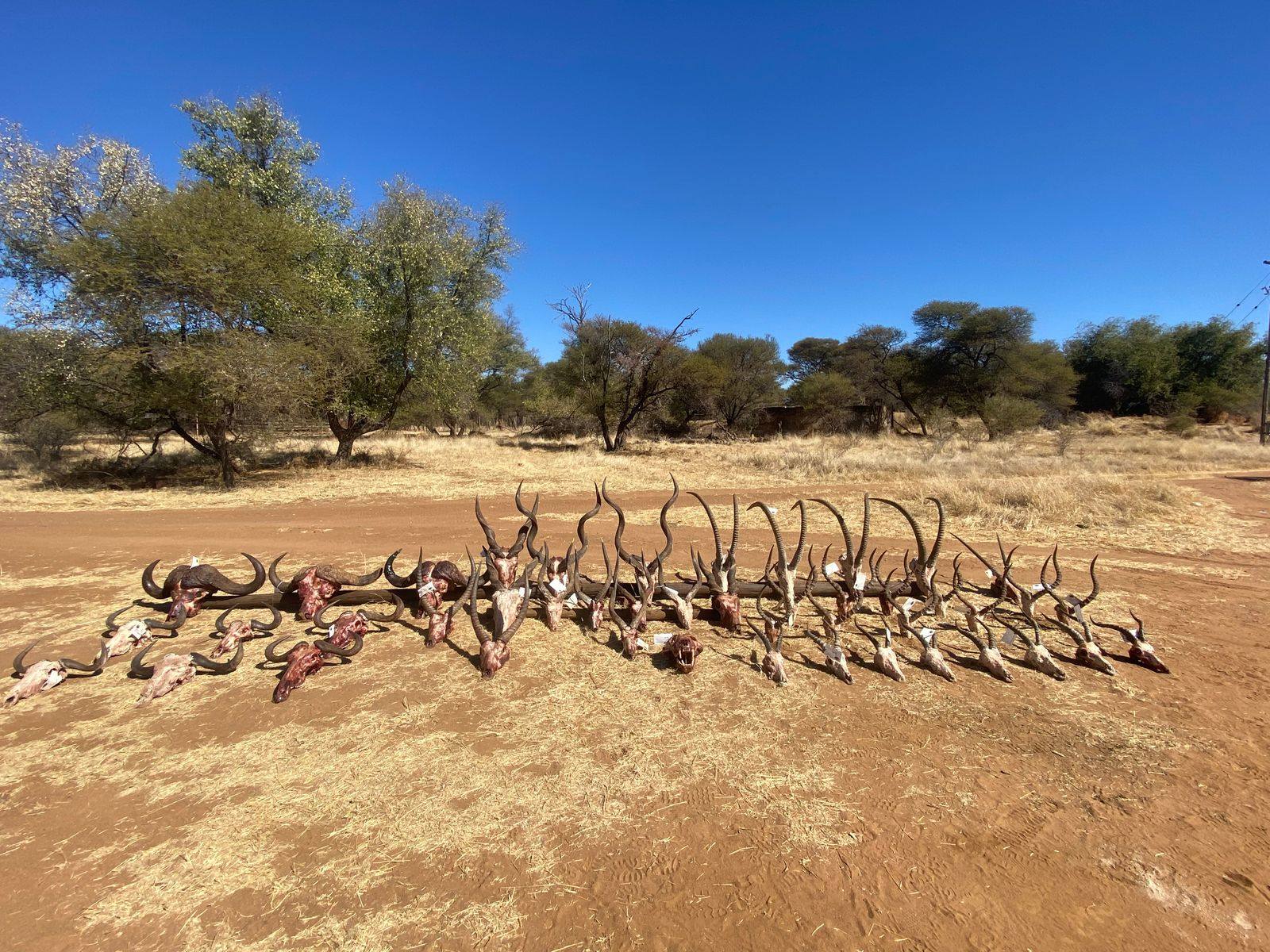 A season of trophies lined up at a JVZ Safaris camp